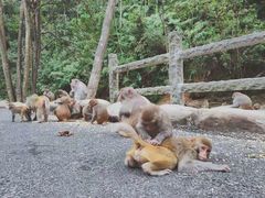 -姑婆山旅游区