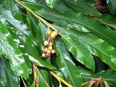 -广西壮族自治区药用植物园