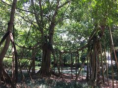 -中国科学院西双版纳热带植物园