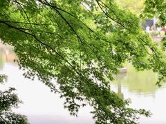 -嘉定紫藤园