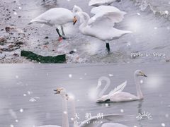 -烟墩角天鹅湖