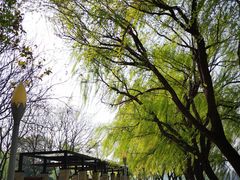 -沙澧河风景区