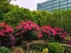 -北外滩滨江绿地