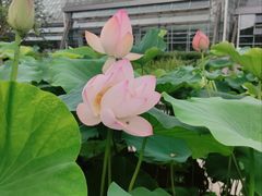 -南山植物园