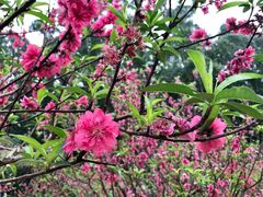 -南国桃园旅游度假区