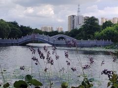 -映月湖公园