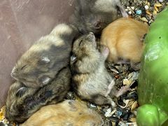 -溪岸路花鸟市场