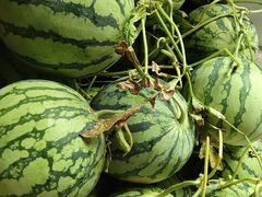 -南汇新场正宗水蜜桃采摘