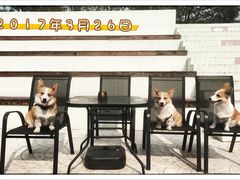 -汪说喵讲宠物乐园宠物酒店(红星美凯龙店)