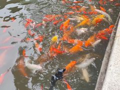 -碧江金楼