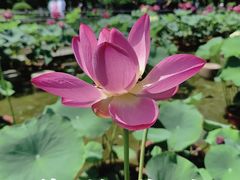 -朝阳公园