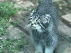 -青藏高原野生动物园