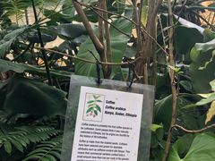 -墨尔本皇家植物园