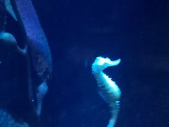 -悉尼海洋生物水族馆