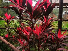 -海南热带野生动植物园