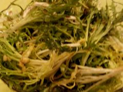 凉拌苦菊-百姓食府(秦虹路店)