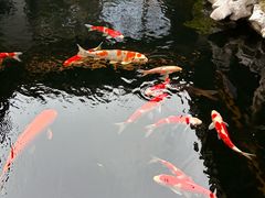 -鲤院·新中式美学·庭院餐厅(夫子庙店)
