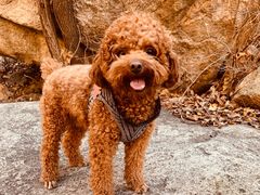 -碓臼峪自然风景区