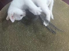 -佳雯宠物医院(四明中路分院)