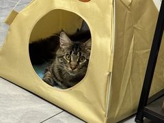 -爱佳宠物中心医院24H·CT·骨外科·猫专科(瑶海万达店)