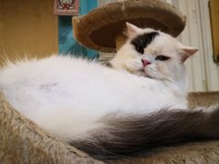 -猫小院猫主题咖啡厅(北锣店)