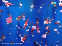 -成都浩海立方海洋公园