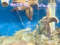 -海帮主·蒸汽海鲜青岛菜(栈桥火车站店)