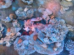 -蜈支洲岛珊瑚酒店临海阁中餐厅