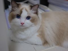 -猫十亿·布偶金渐层·曼基康矮脚猫舍(青年路店)