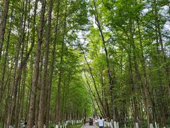 -桤木河湿地公园