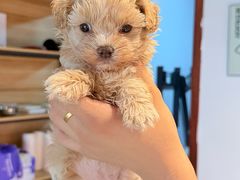 -翊宠yipet猫狗购宠庄园犬舍•猫舍