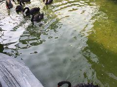 -灵玲国际马戏城