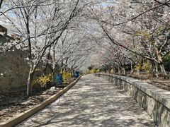 -樱花山风景区