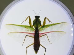 -上海昆虫博物馆