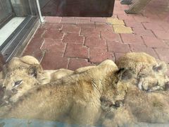 -大连森林动物园