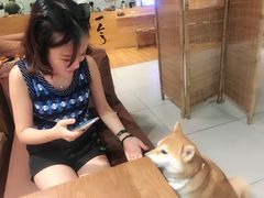 -柴务处·柴犬主题狗咖