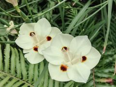 -上海辰山植物园