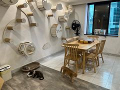 -楼上猫咖(罗湖店)
