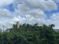 -老袁家蜜桃农场·阳山水蜜桃