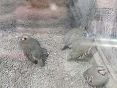 -青藏高原野生动物园