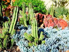-墨尔本皇家植物园