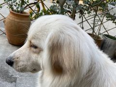 -尤加利咖啡馆