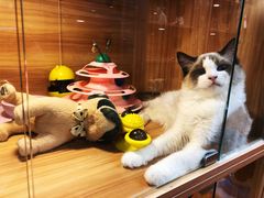 -猫十亿·布偶金渐层·曼基康矮脚猫舍(青年路店)