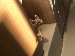 -飞行喵MR PILOT|猫舍·猫咖(静安大融城店)