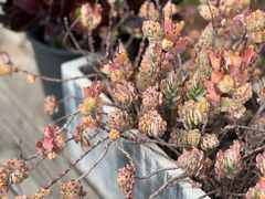 -唐咖精品咖啡(大理古城手冲店)