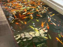 -龙悦湾酒家·八阵鱼生·渔人码头店