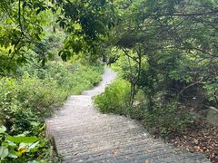 -东莞市大岭山森林公园