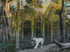 -上海野生动物园
