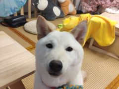 -柴迷FANS CLUB·柴犬狗咖·猫咖