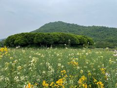 -八卦田遗址公园